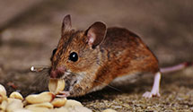 24 Hour & Emergency Exterminators in Kirksville, IL